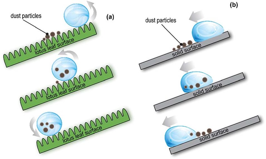 Following the Natures Lead: Lotus Effect Self-Cleaning - Nanografi