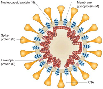 Schematic Diagram of Coronavirus 