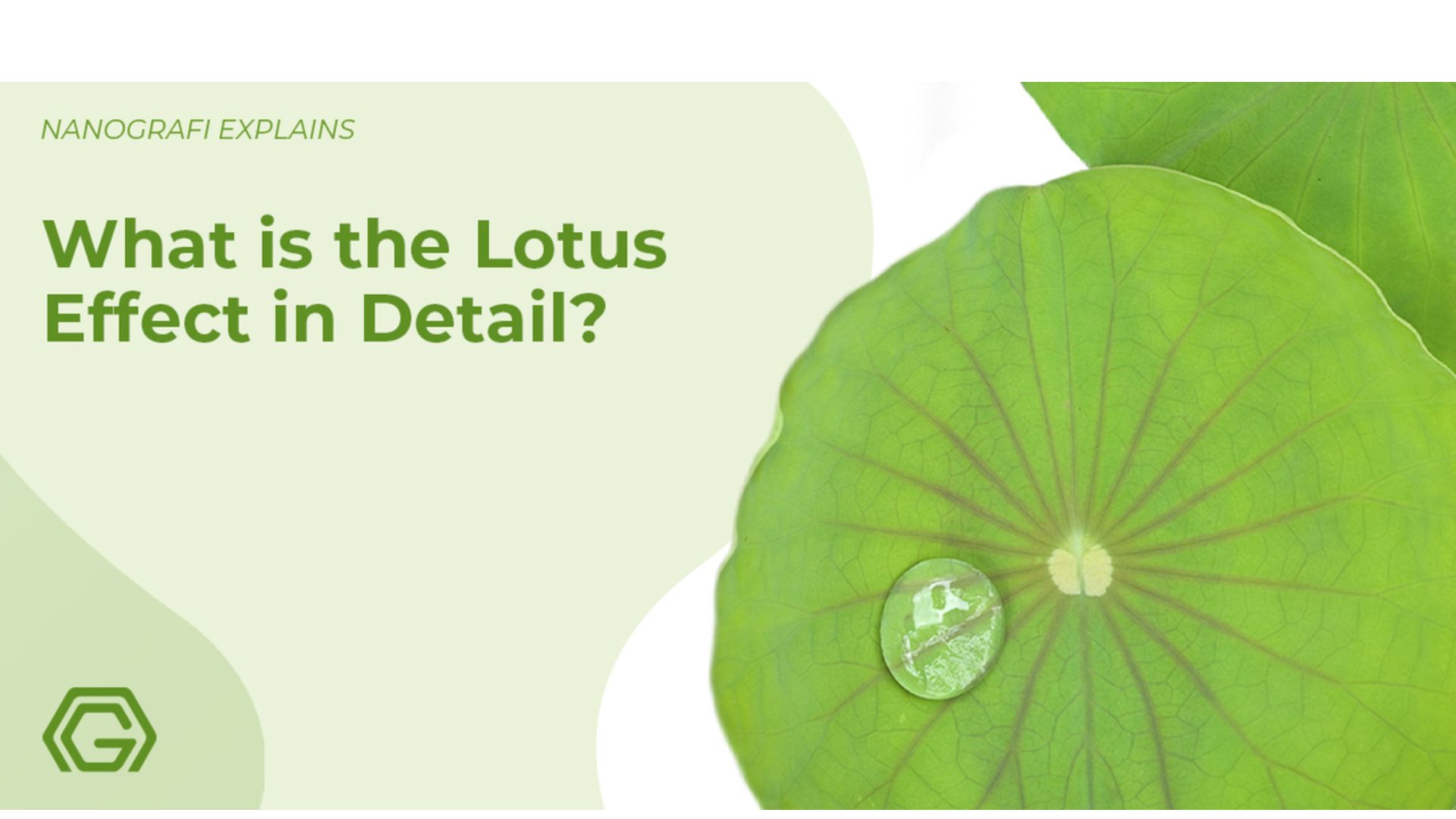 What is the lotus effect in detail?