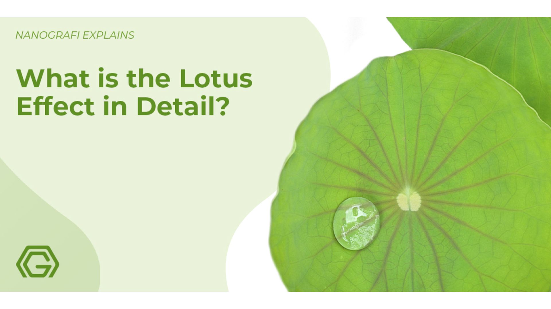 What is the lotus effect in detail?